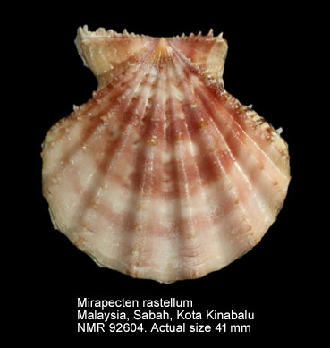 Mirapecten rastellum (8).jpg - Mirapecten rastellum(Lamarck,1819)